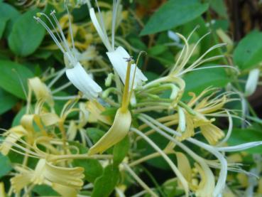 Auffällige Blüten der Duftende Geissschlinge