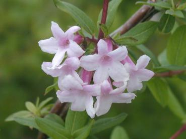 Lonicera syringantha - Fliederblütige Heckenkirsche