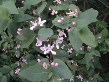 Lonicera tatarica - Tatarische Heckenkirsche