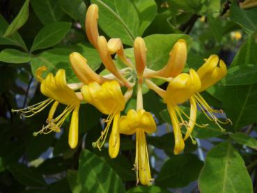 Gold-Geißblatt - Lonicera tellmanniana