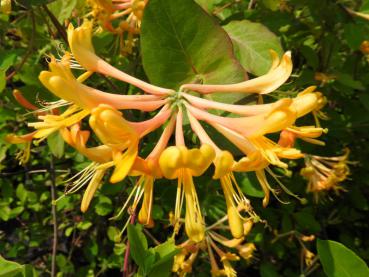 Orangegelbe Büten im Juni und Juli - Goldgeißblatt