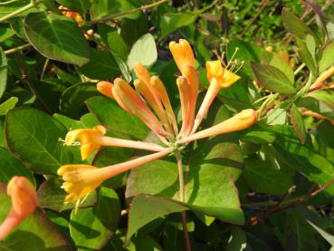Gelbblühende Kletterpflanze - Gold-Geißblatt