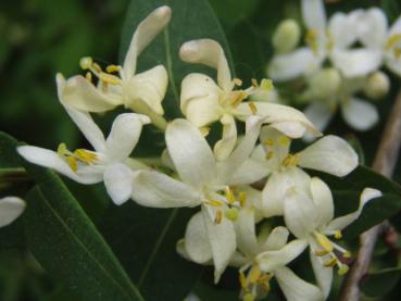 Einheimische Heckenkirsche - Lonicera xylosteum