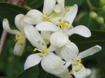 Lonicera xylosteum, Blütenschmuck