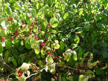 Lonicera xylosteum mit Fruchtschmuck