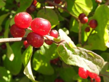 Nahaufnahme der Frucht von Lonicera xylosteum