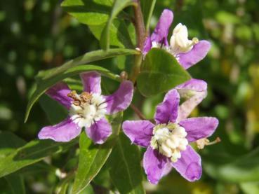 Lila Blüten bei Lycium barbarum