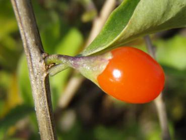 Die orangerote Frucht des Bocksdornes