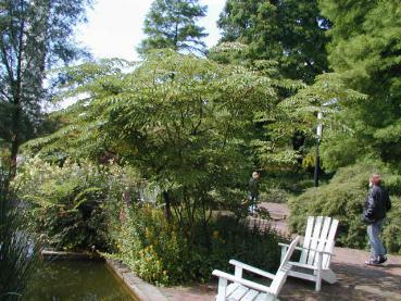 Aralia elata - Teufelskrückstock, Aralie