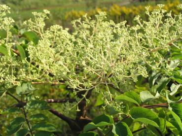 Parkaralia, Aralia elata