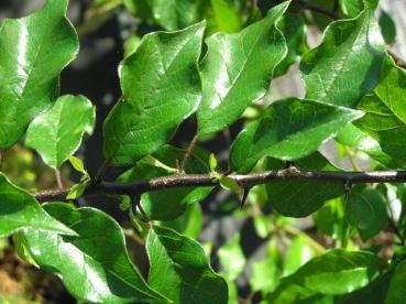 Osagedorn - grüne Blätter
