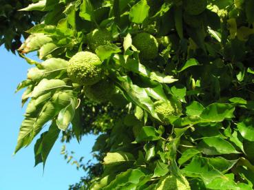 Osagedorn mit reichem Fruchtbehang