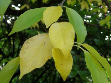 Im Herbst färbt sich das Laub des Osagedorns gelb.