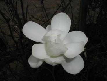 Die Blüte der Baum-Magnolie oder auch Kobushi-Magnolie