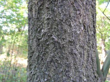 Die typische Rinde der Baum-Magnolie, Kobushi-Magnolie