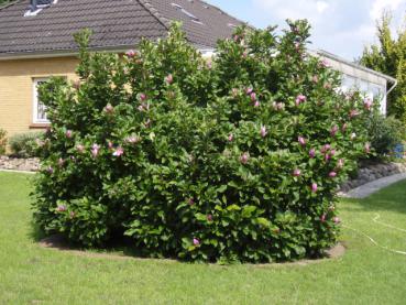 Purpur-Magnolie - Magnolia liliiflora Nigra