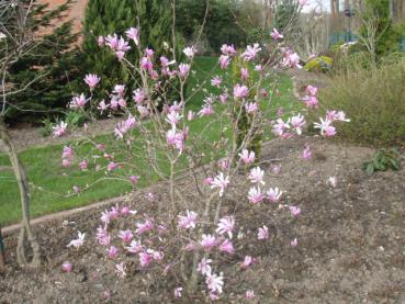 Hohe Magnolie Leonard Messel in Einzelstellung