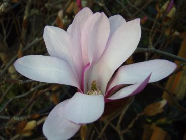 Eine Einzelblüte der hohen Magnolia loebneri Leonard Messel