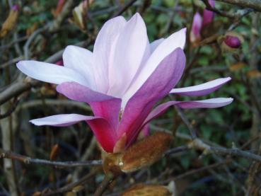 Die noch nicht ganz geöffnete Blüte der Hohen Magnolie Leonard Messel