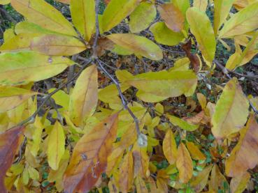 Die Magnolie Leonard Messel mit Herbstfärbung