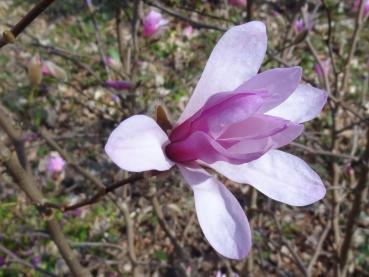 Die Hohe Magnolie Leonard Messel blüht zartrosa.