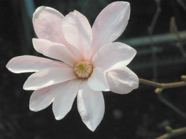 Große Blüte der Hohen Magnolie Leonard Messel