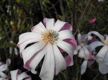 Die Hohe Magnolie Leonard Messel blüht vor dem Blattaustrieb.