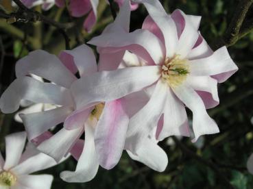 Hohe Magnolie Leonard Messel - weiße Blüten mit rosa Zeichnung