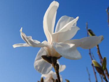 Magnolia loebneri Merrill blüht weiß und reichlich.