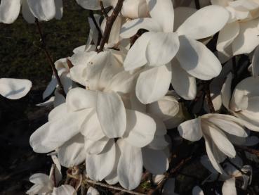 Weiße Blüten der Großblumigen Sternmagnolie