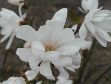 Die schöne Blüte der Sternmagnolie