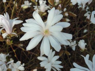 Blüten von Magnolia stellata