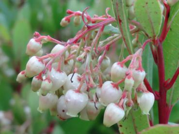 Arbutus unedo - Erdbeerbaum