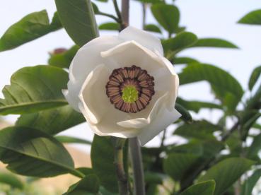 Magnolia sieboldii - Sommermagnolie