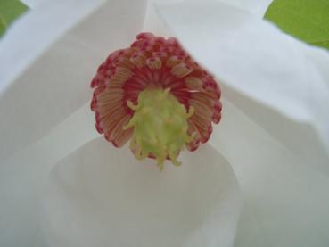 Detailaufnahme der roten Staubgefäße von Magnolia sieboldii (Sommermagnolie)