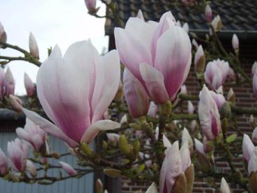 Tulpenmagnolie rosa-weiße Blüten