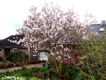 Tulpenmagnolie in voller Blüte