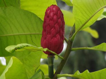 Interessante rote Frucht der Schirmmagnolie