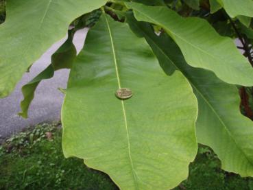 Ornamentales Blatt der Schirmmagnolie