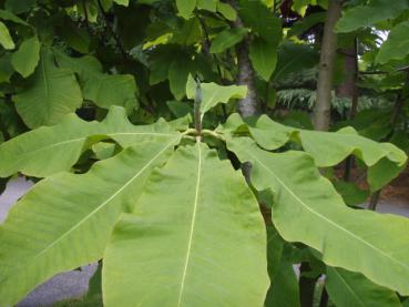 Großes Sommerlaub bei Magnolia tripetala