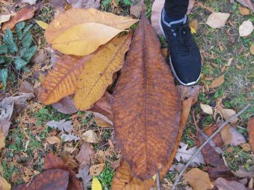 Die Blätter der Schirmmagnolie sind bis zu 60 cm lang.