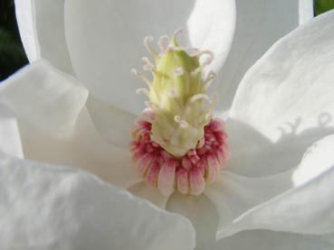 Magnolia wilsonii - Duftende Sommermagnolie