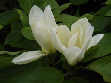 Magnolia Yellow River - Yulan-Magnolie Yellow River