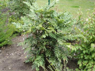 Schmuck-Mahonie - Mahonia bealei