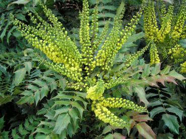 Mahonia Winter Sun - Schmuckmahonie Winter Sun