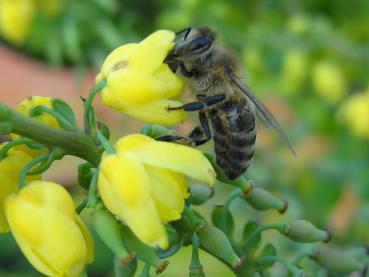 Die gelben Blüten von Mahonia media Winter Sun sind bei Insekten sehr begehrt