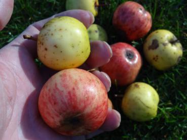 Malus communis - Wildapfel