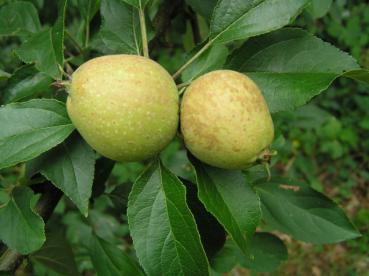 Heranreifende Wildäpfel im August