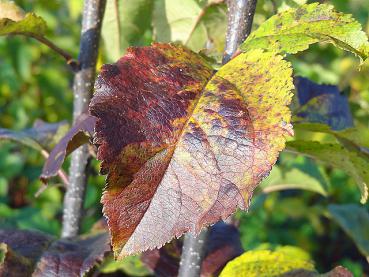 Herbstlaub vom Wildapfel