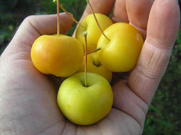 Gelbe Früchte des Zierapfels Butterball